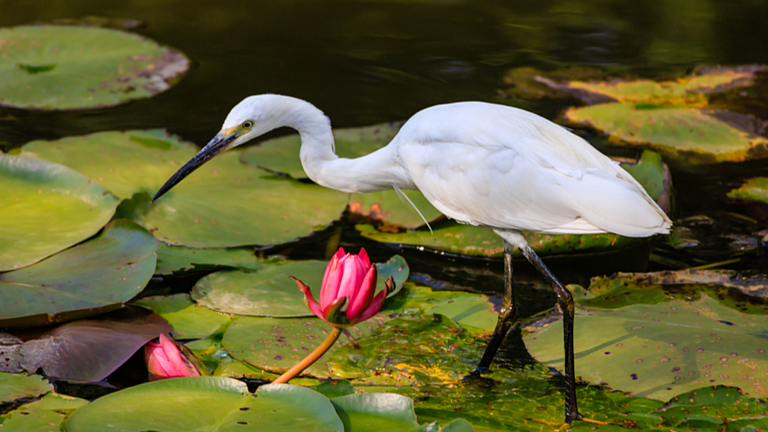 0LYTRD98LAP0QEVA0P4U - My Global News: Voices of a New Era Daguan Park’s Lotus Blooms and Egrets: Kunming’s Urban Oasis