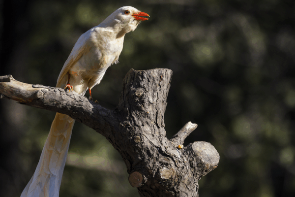 10 Years of International Albinism Awareness Day: Spotlight on Rare Albino Wildlife 10_Years_of_International_Albinism_Awareness_Day__Spotlight_on_Rare_Albino_Wildlife