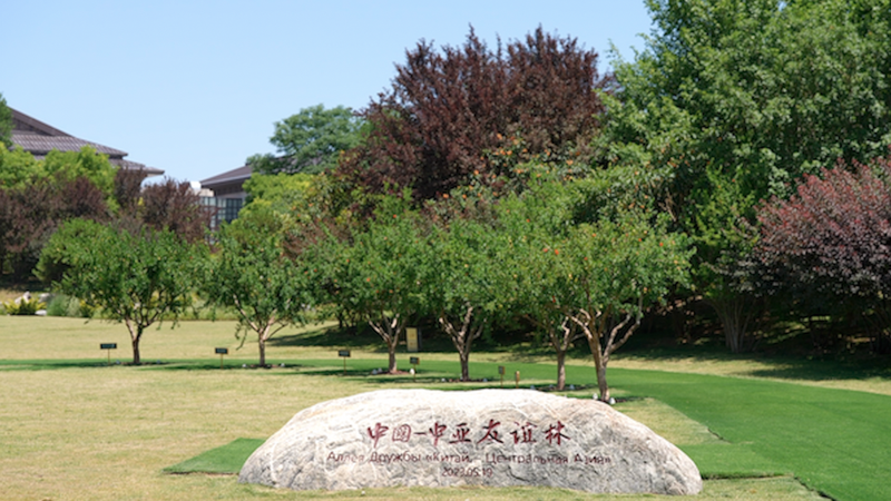 37MTL1DVUE3TKSDW52DP - My Global News: Voices of a New Era Seeds of Unity: Xi’an’s Pomegranate Trees Bridge China and Central Asia video poster