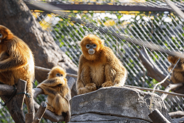 AI Tracks Golden Snub-Nosed Monkeys in Qinling Mountains AI_Tracks_Golden_Snub_Nosed_Monkeys_in_Qinling_Mountains