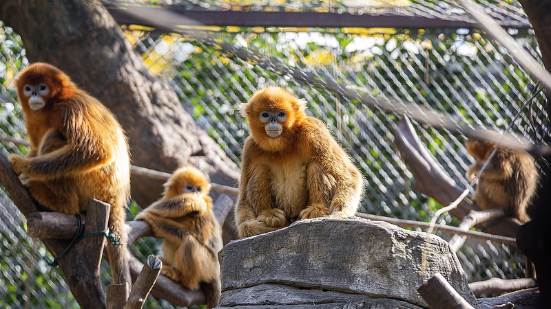 AI_Tracks_Golden_Snub_Nosed_Monkeys_in_Qinling_Mountains - My Global News: Voices of a New Era AI_Tracks_Golden_Snub_Nosed_Monkeys_in_Qinling_Mountains