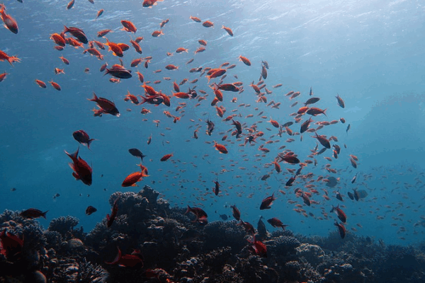 China Launches CGOF1.0: AI-Powered Global Ocean Dataset Debuts at UN Conference China_Launches_CGOF1_0__AI_Powered_Global_Ocean_Dataset_Debuts_at_UN_Conference