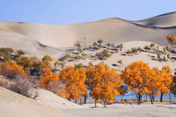 China and Central Asia Unite to Transform Deserts into Oases China_and_Central_Asia_Unite_to_Transform_Deserts_into_Oases