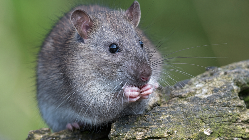 Chinese mainland Scientists Flip Genetic Switch to Regenerate Mammal Organs Chinese_mainland_Scientists_Flip_Genetic_Switch_to_Regenerate_Mammal_Organs