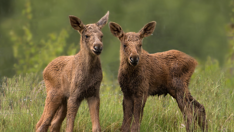 Chinese_mainland_and_Britain_Launch_Green_Finance_Work_Stream_in_London - My Global News: Voices of a New Era Chinese_mainland_and_Britain_Launch_Green_Finance_Work_Stream_in_London
