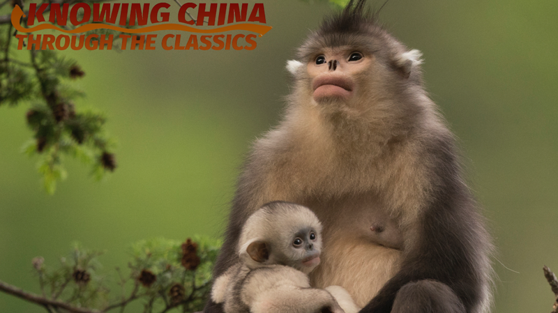 World Environment Day: Xi Zhinong’s Lens Captures Biodiversity’s Beauty World Environment Day: Xi Zhinong’s Lens Captures Biodiversity’s Beauty