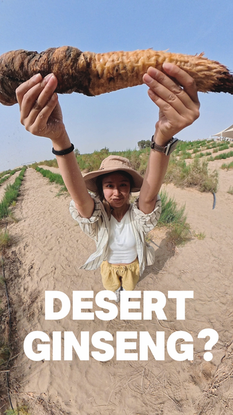 Desert Ginseng: A Natural Ally Against Desertification Desert_Ginseng__A_Natural_Ally_Against_Desertification video poster