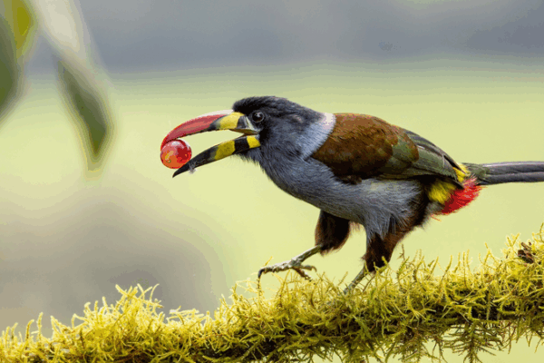 Chinese Mainland Scientists Decode Songbirds’ Sour Taste Secret Chinese Mainland Scientists Decode Songbirds’ Sour Taste Secret