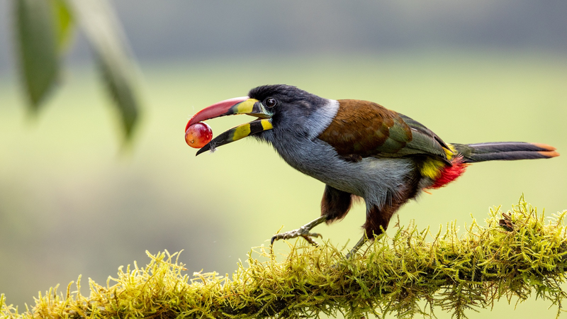 Chinese Mainland Scientists Decode Songbirds’ Sour Taste Secret