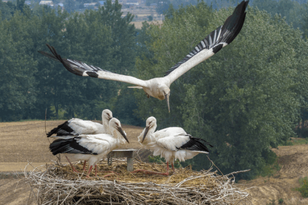 Rare Oriental Storks Return to Nest in Jiangsu’s Eco-Haven Rare Oriental Storks Return to Nest in Jiangsu’s Eco-Haven