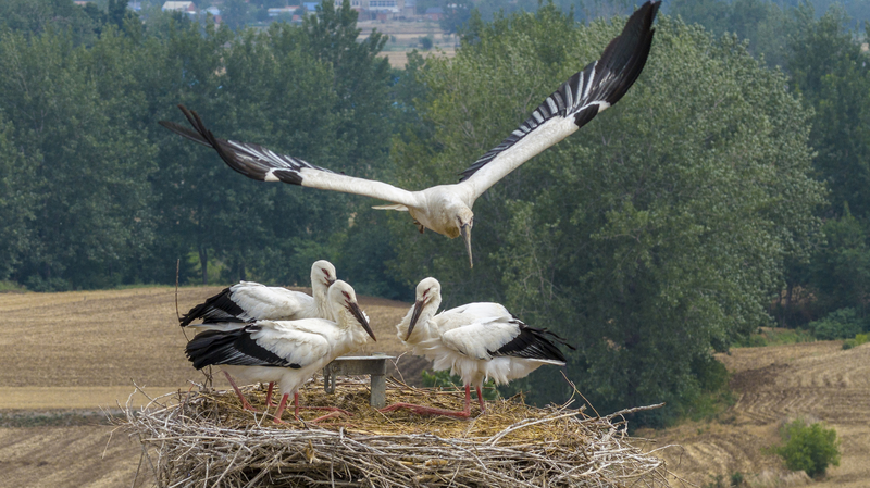 EDKYYNUAX1K738OY58HM - My Global News: Voices of a New Era Rare Oriental Storks Return to Nest in Jiangsu’s Eco-Haven