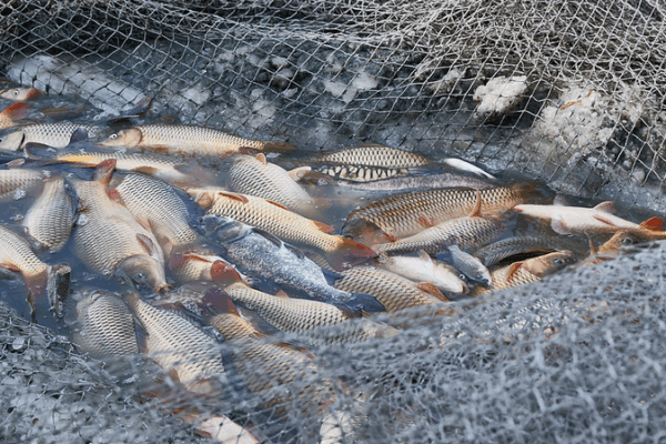 FAO: Over 35% of Marine Fish Stocks Still Overfished FAO__Over_35__of_Marine_Fish_Stocks_Still_Overfished