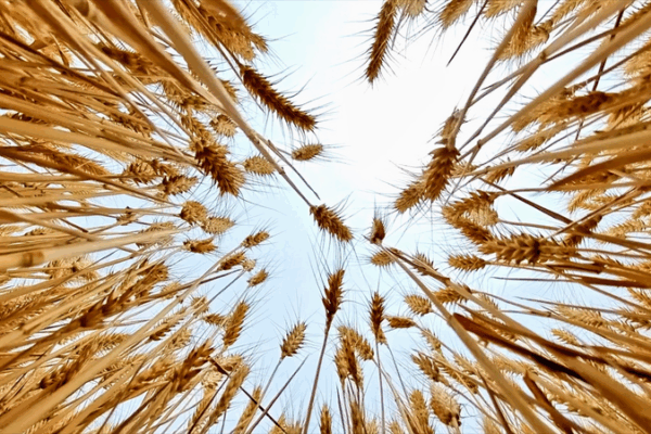 Golden Waves: Chinese Mainland’s Winter Wheat Harvest Takes Flight video poster