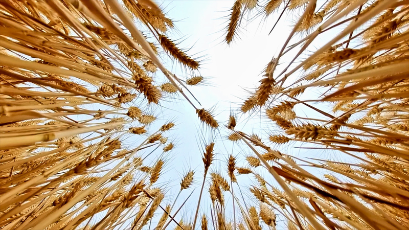 Golden Waves: Chinese Mainland’s Winter Wheat Harvest Takes Flight video poster