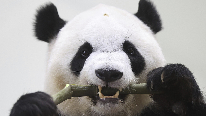 Japan’s Beloved Pandas Return to the Chinese Mainland Japan’s Beloved Pandas Return to the Chinese Mainland