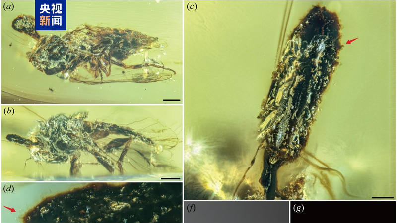Fossil Fungus Discovery Pushes Back Ophiocordyceps Origins by 30M Years Fossil_Fungus_Discovery_Pushes_Back_Ophiocordyceps_Origins_by_30M_Years