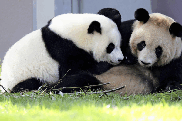 Four_Giant_Pandas_Arrive_in_Chengdu_from_Japan