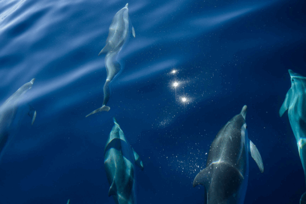 France Hosts UN Ocean Conference: Mobilizing Global Action to Protect Marine Life France_Hosts_UN_Ocean_Conference__Mobilizing_Global_Action_to_Protect_Marine_Life