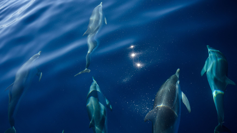 France_Hosts_UN_Ocean_Conference__Mobilizing_Global_Action_to_Protect_Marine_Life - My Global News: Voices of a New Era France_Hosts_UN_Ocean_Conference__Mobilizing_Global_Action_to_Protect_Marine_Life