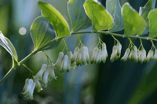 Fujian Unlocks Forest Wealth with Green Finance for Medicinal Herbs Fujian_Unlocks_Forest_Wealth_with_Green_Finance_for_Medicinal_Herbs