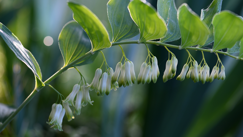 Fujian_Unlocks_Forest_Wealth_with_Green_Finance_for_Medicinal_Herbs - My Global News: Voices of a New Era Fujian_Unlocks_Forest_Wealth_with_Green_Finance_for_Medicinal_Herbs