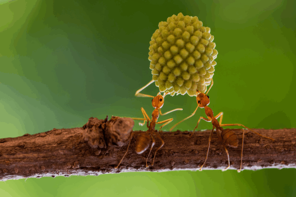 Genetic Breakthrough Sheds Light on Ant Evolution Genetic_Breakthrough_Sheds_Light_on_Ant_Evolution
