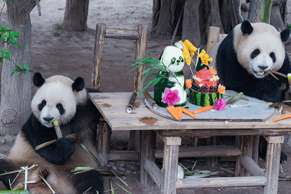 Giant Panda Twins Xingxing and Chenchen Celebrate 4th Birthday at Chongqing Zoo Giant_Panda_Twins_Xingxing_and_Chenchen_Celebrate_4th_Birthday_at_Chongqing_Zoo