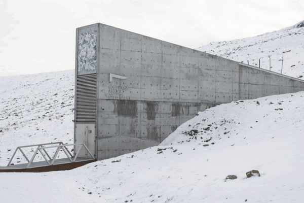 Global Gene Banks Deposit Over 11,200 Seeds in Svalbard Vault Global_Gene_Banks_Deposit_Over_11_200_Seeds_in_Svalbard_Vault