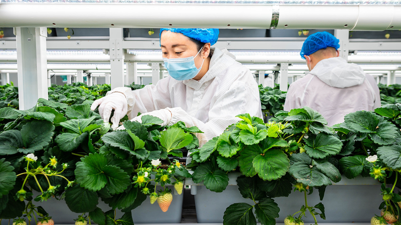 Green Transformation: A Catalyst for Sustainable Growth Green_Transformation__A_Catalyst_for_Sustainable_Growth