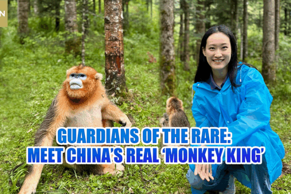 Guardians of the Rare: Inside the Realm of China’s Golden Monkey Guardians_of_the_Rare__Inside_the_Realm_of_China_s_Golden_Monkey video poster