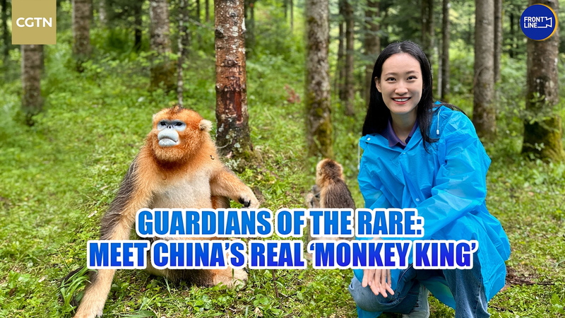 Guardians_of_the_Rare__Inside_the_Realm_of_China_s_Golden_Monkey_poster - My Global News: Voices of a New Era Guardians_of_the_Rare__Inside_the_Realm_of_China_s_Golden_Monkey video poster