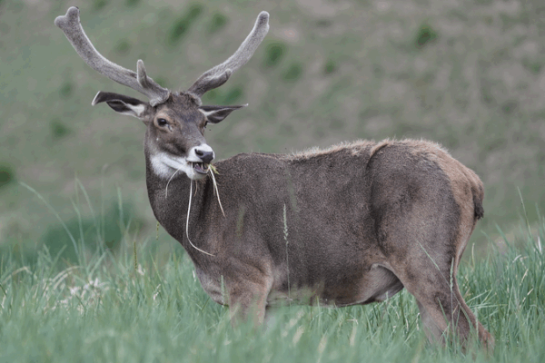 Gut Microbes Fuel Deer Survival on the Qinghai-Xizang Plateau Gut_Microbes_Fuel_Deer_Survival_on_the_Qinghai_Xizang_Plateau