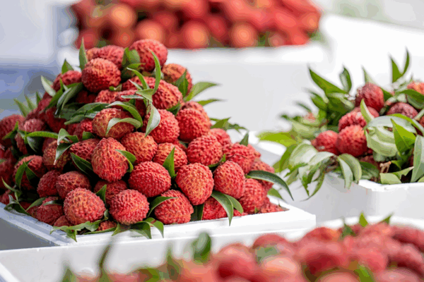Haikou’s Volcanic Lychees Drive Rural Revitalization Haikou_s_Volcanic_Lychees_Drive_Rural_Revitalization