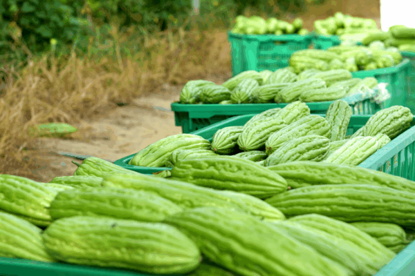 Hainan’s Fengmu Town Reaps Bumper Bitter Gourd Harvest Hainan_s_Fengmu_Town_Reaps_Bumper_Bitter_Gourd_Harvest