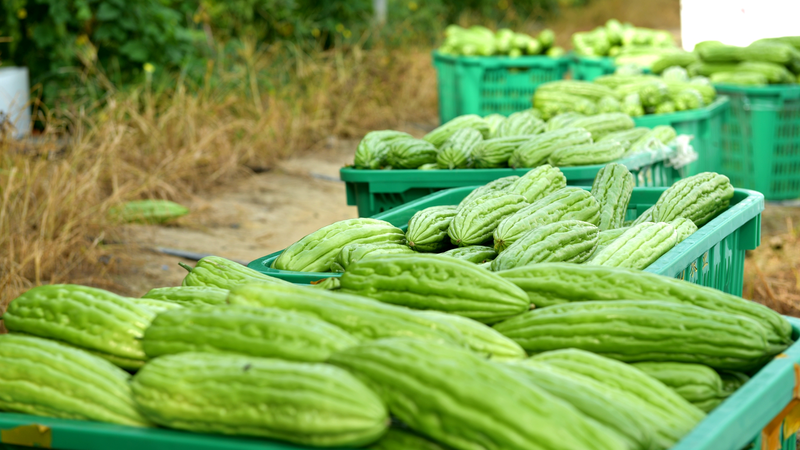 Hainan_s_Fengmu_Town_Reaps_Bumper_Bitter_Gourd_Harvest - My Global News: Voices of a New Era Hainan_s_Fengmu_Town_Reaps_Bumper_Bitter_Gourd_Harvest