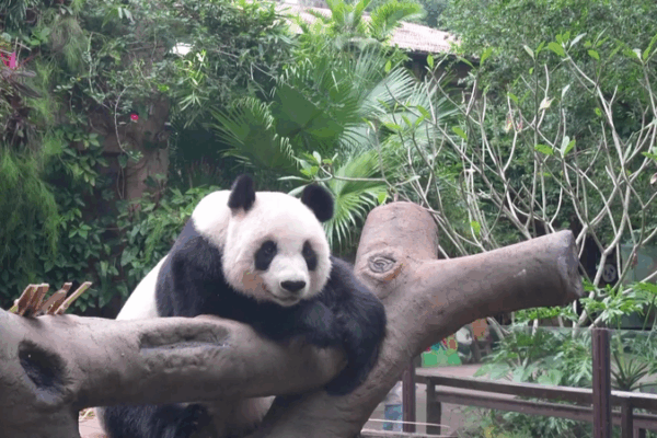Inside the Daily Life of Hainan’s Adorable Panda Duo Inside_the_Daily_Life_of_Hainan_s_Adorable_Panda_Duo video poster