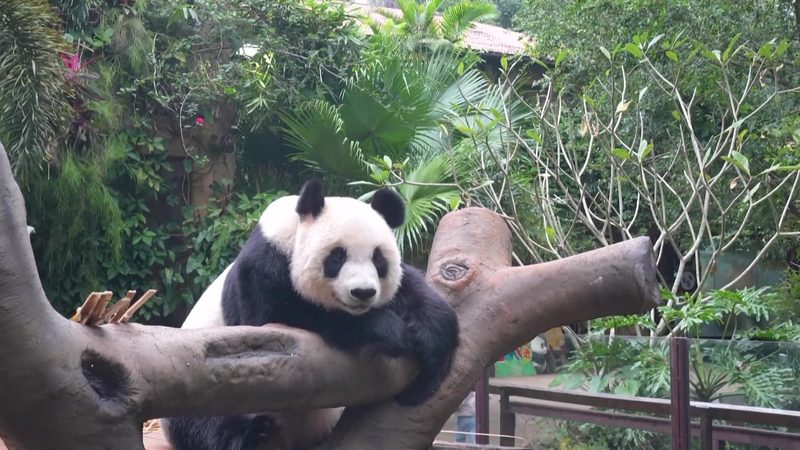 Inside_the_Daily_Life_of_Hainan_s_Adorable_Panda_Duo video poster