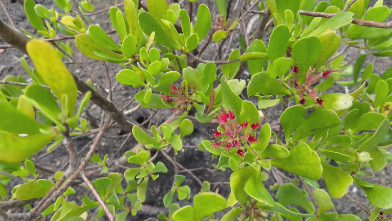 International_Day_of_the_Tropics__Celebrating_Biodiversity_and_Resilience