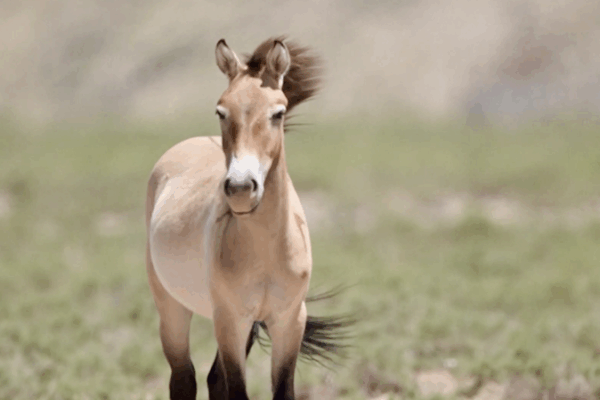 Endangered Przewalski’s Horses Roam Wild Again in Ningxia Endangered Przewalski’s Horses Roam Wild Again in Ningxia video poster
