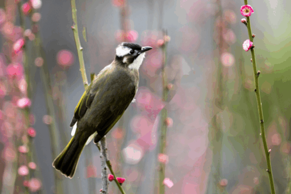 Light-vented Bulbul Duo Incubates Eggs in Hainan Rainforest Light_vented_Bulbul_Duo_Incubates_Eggs_in_Hainan_Rainforest video poster