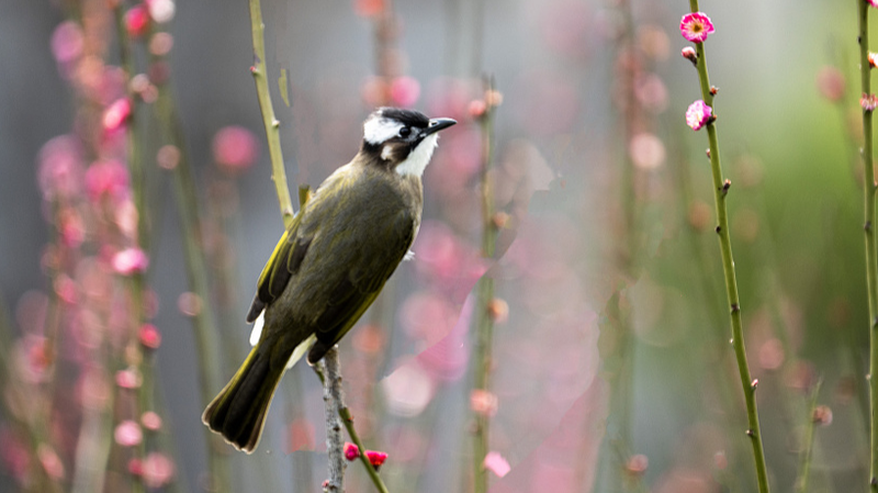 Light_vented_Bulbul_Duo_Incubates_Eggs_in_Hainan_Rainforest video poster