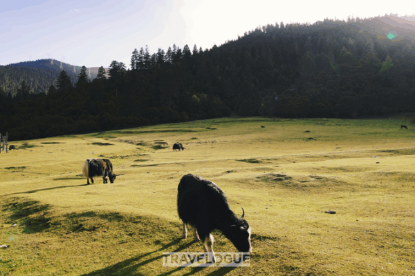 Lulang’s Rural Revival: Harmony & Prosperity in Xizang Lulang_s_Rural_Revival__Harmony___Prosperity_in_Xizang