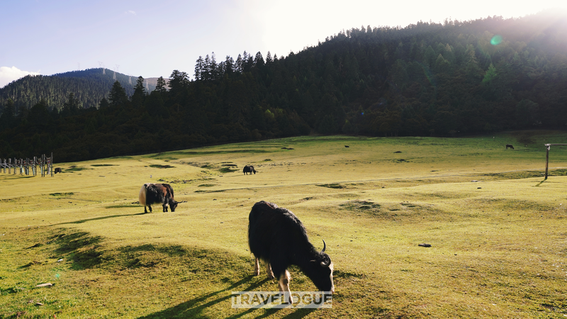 Lulang_s_Rural_Revival__Harmony___Prosperity_in_Xizang - My Global News: Voices of a New Era Lulang_s_Rural_Revival__Harmony___Prosperity_in_Xizang