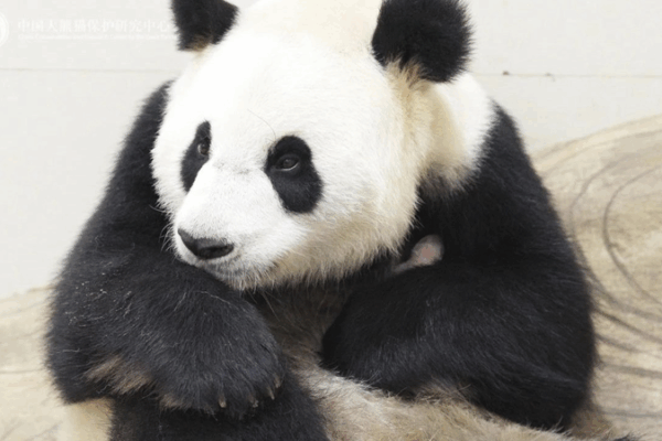 China’s Sichuan Base Welcomes First Giant Panda Cub of 2025