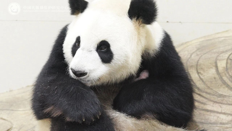 M8FSU24ORNLDSZWMO2VR - My Global News: Voices of a New Era China’s Sichuan Base Welcomes First Giant Panda Cub of 2025