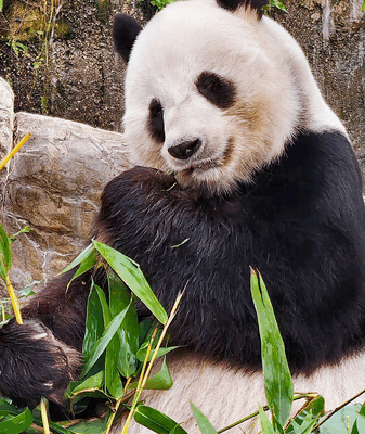 Meet Le Le: Hong Kong’s Foodie Panda and Proud New Dad Meet Le Le: Hong Kong’s Foodie Panda and Proud New Dad video poster