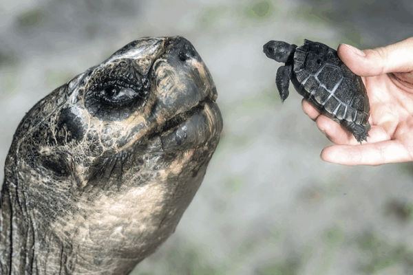 Miami Zoo’s 135-Year-Old Tortoise Celebrates Birthday and First Father’s Day Miami Zoo’s 135-Year-Old Tortoise Celebrates Birthday and First Father’s Day