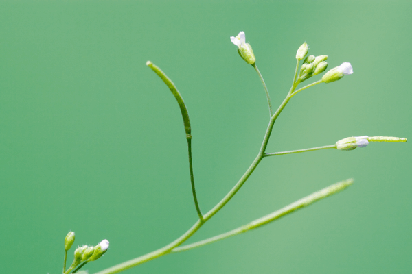 PlantGPT Revolutionizes Plant Genomics with AI-Powered Insights PlantGPT_Revolutionizes_Plant_Genomics_with_AI_Powered_Insights
