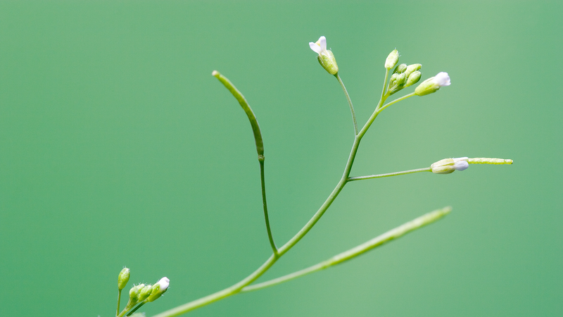 PlantGPT_Revolutionizes_Plant_Genomics_with_AI_Powered_Insights