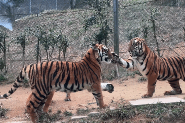 Playful Tigers or Fierce Rivals? Inside the Mystery of Tiger ‘Slaps’ Playful_Tigers_or_Fierce_Rivals__Inside_the_Mystery_of_Tiger__Slaps_ video poster